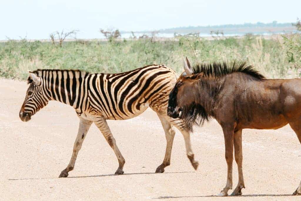 Etosha is paradise to take photos of Namibia