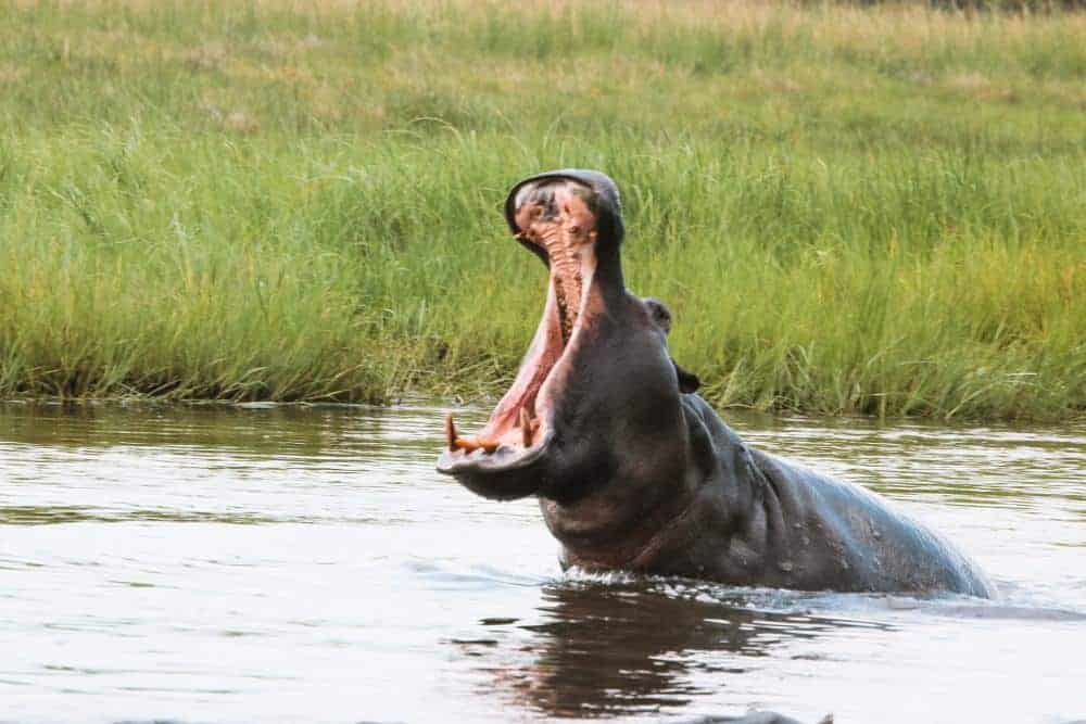 CAMPING IN BOTSWANA