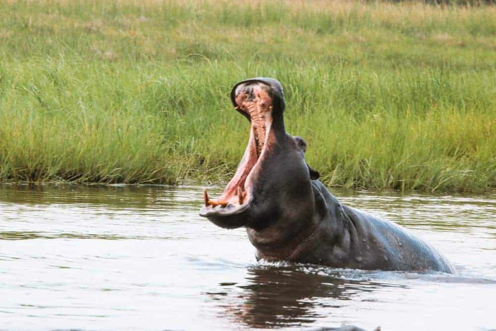 Safari at he Okavango Delta