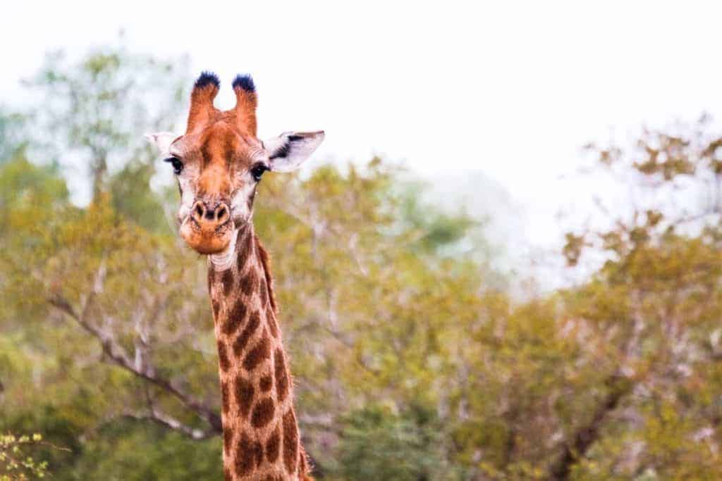 Safari in South Africa