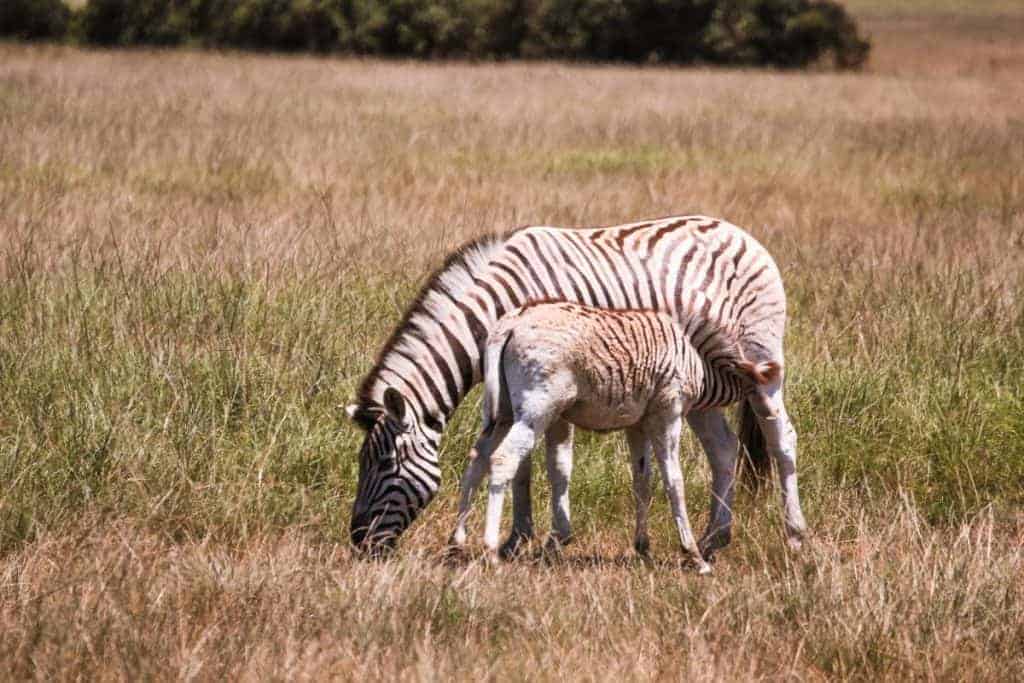 Addo photo safari with zebras