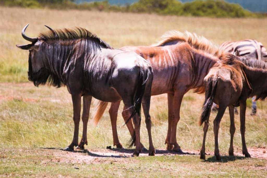 Inspiring photo safari in South Africa