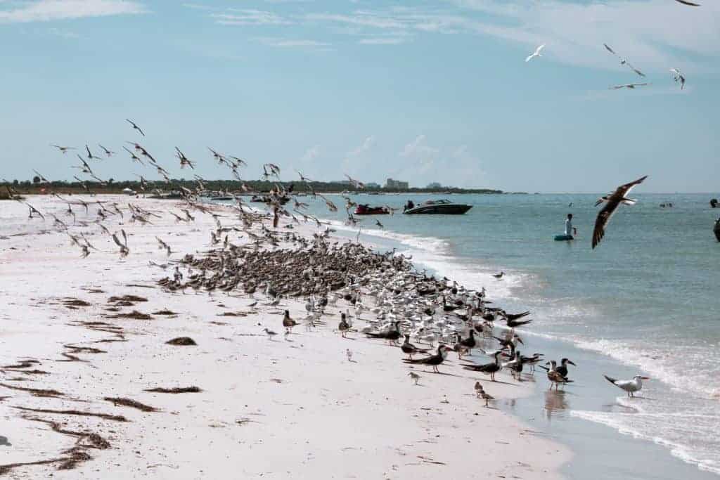 ten thousand islands tour everglades city