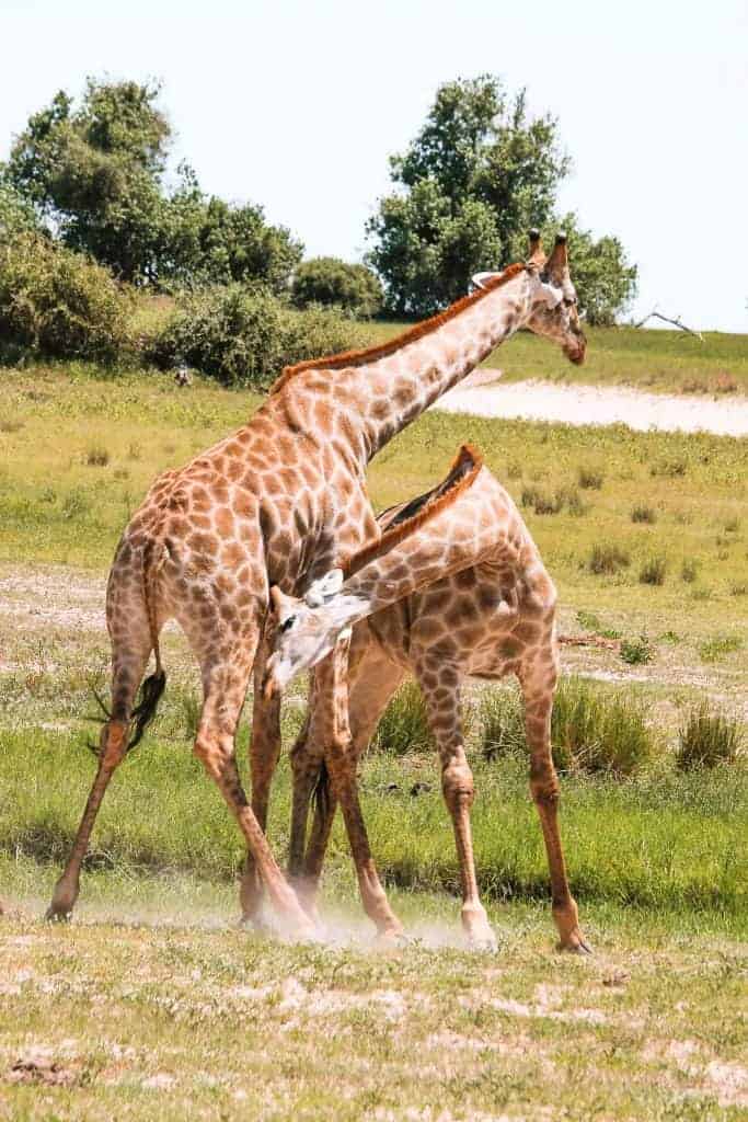 Botswana Camping Safari