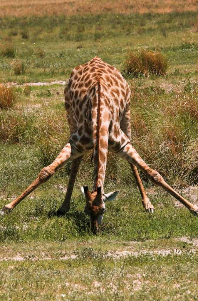 Botswana Camping Safari