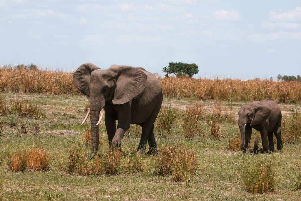 Safari Botswana Chobe and Okavango Delta