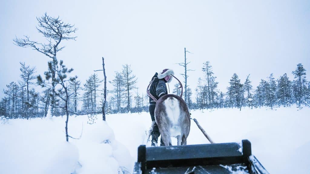 reindeer sledding in Lapland