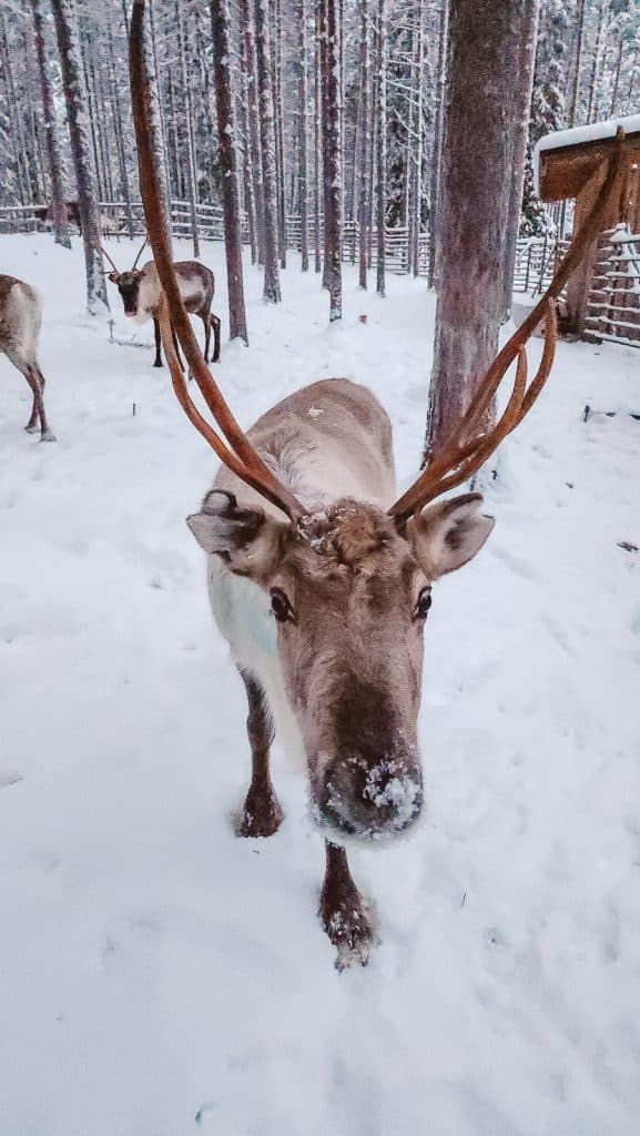 reindeer sledding in Lapland