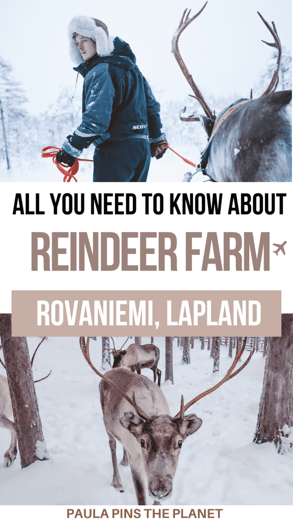 reindeer in Lapland Pinterest